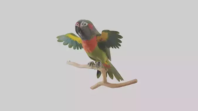 Kea Parrot playing model VR / AR / low-poly