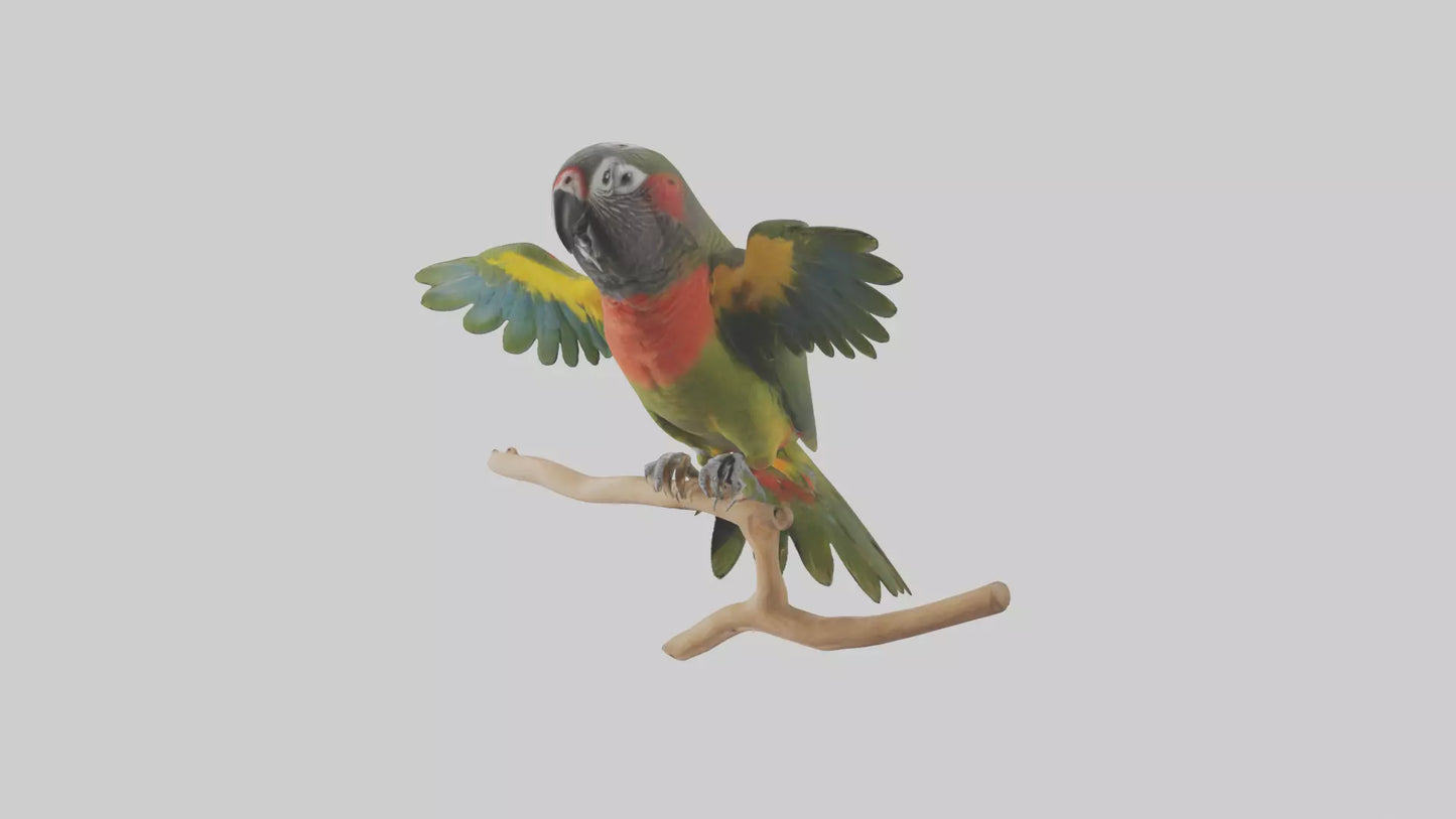 Kea Parrot playing model VR / AR / low-poly