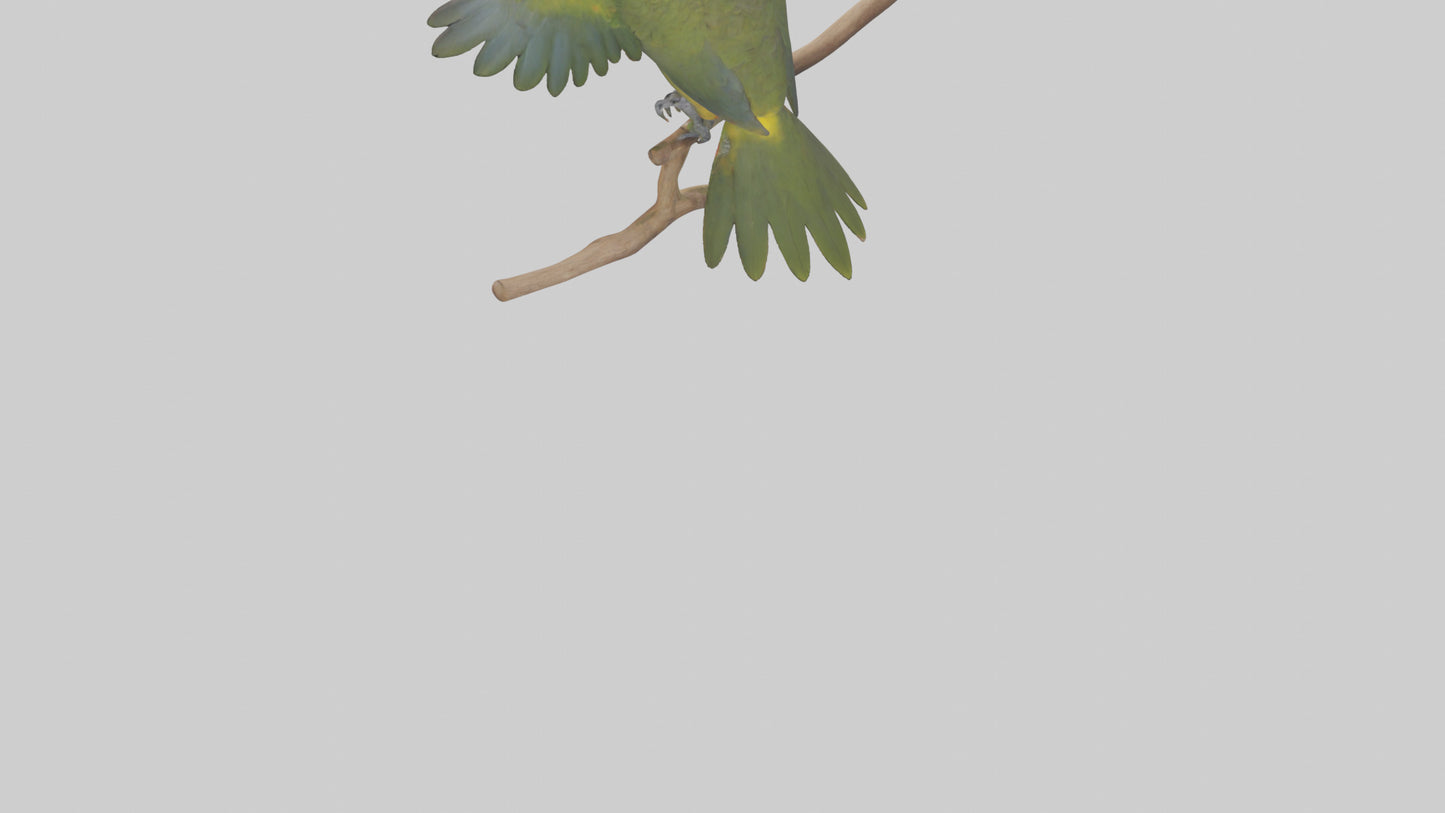 Kea Parrot playing model VR / AR / low-poly
