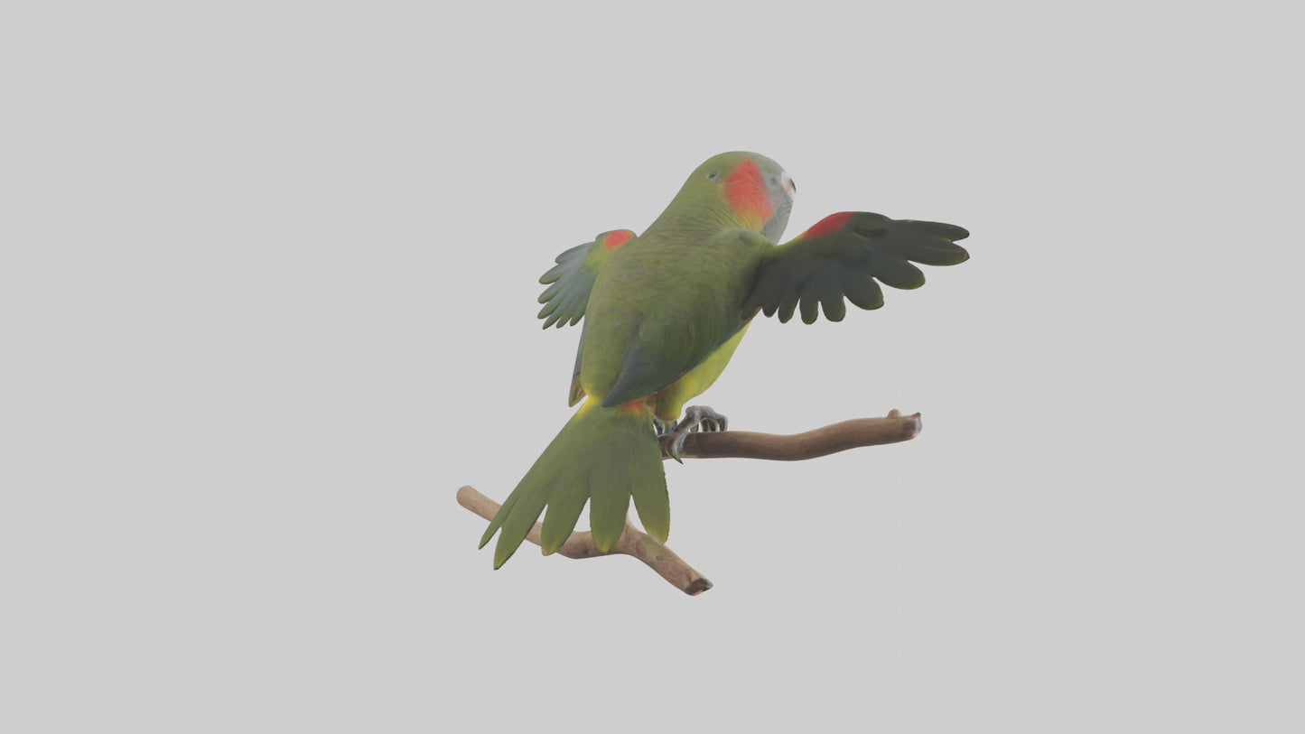 Kea Parrot playing model VR / AR / low-poly