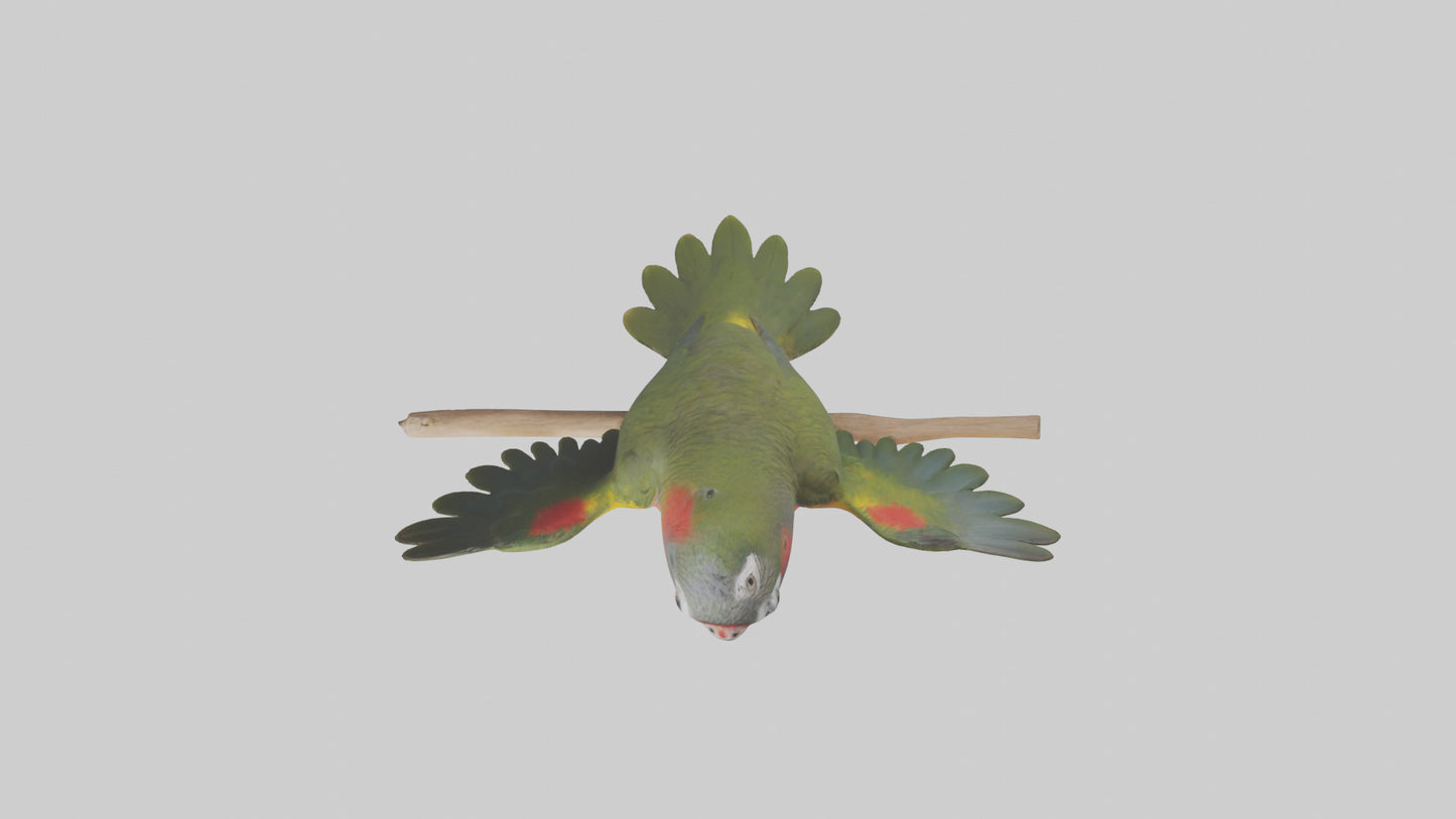 Kea Parrot playing model VR / AR / low-poly