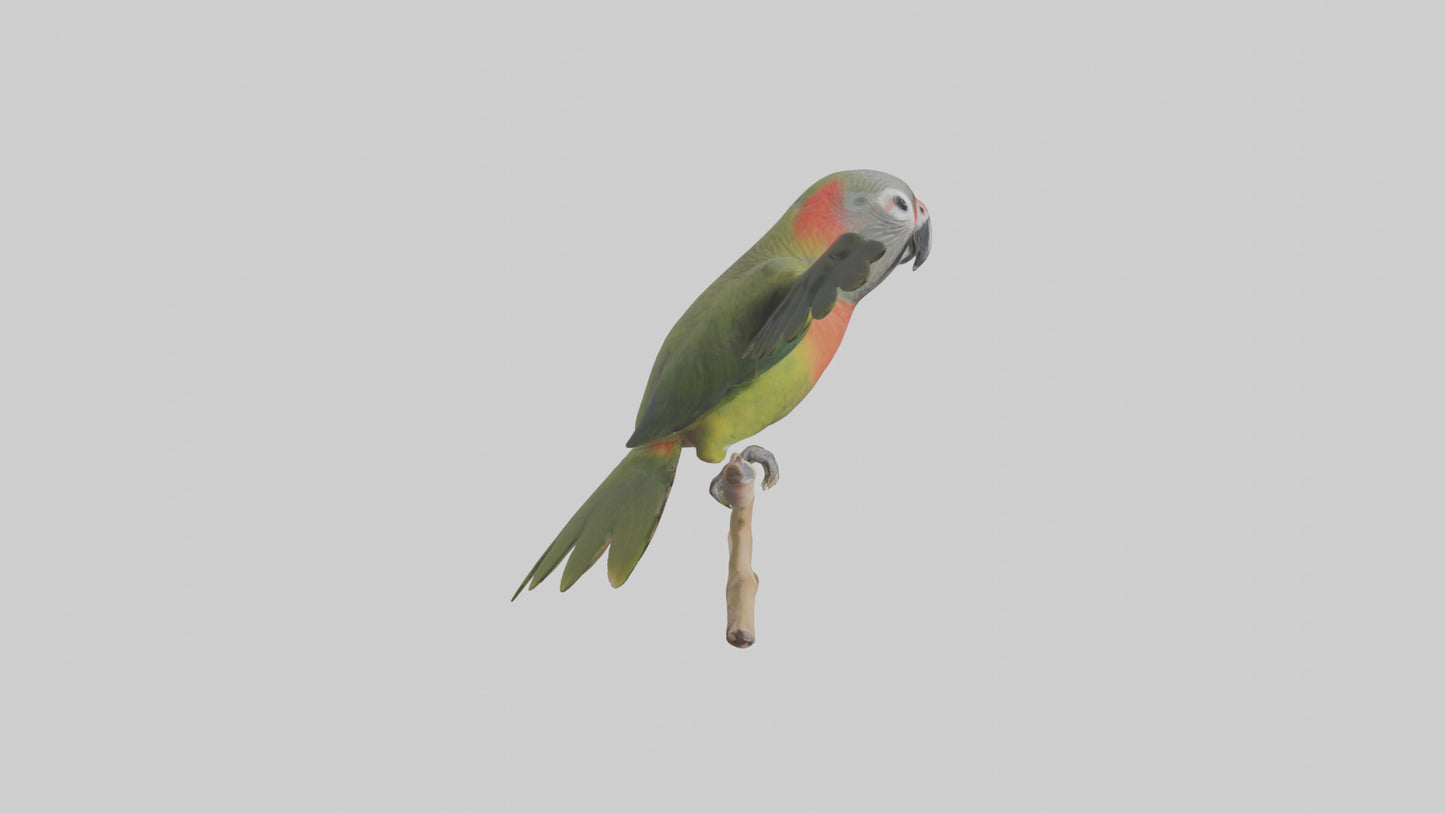 Kea Parrot playing model VR / AR / low-poly