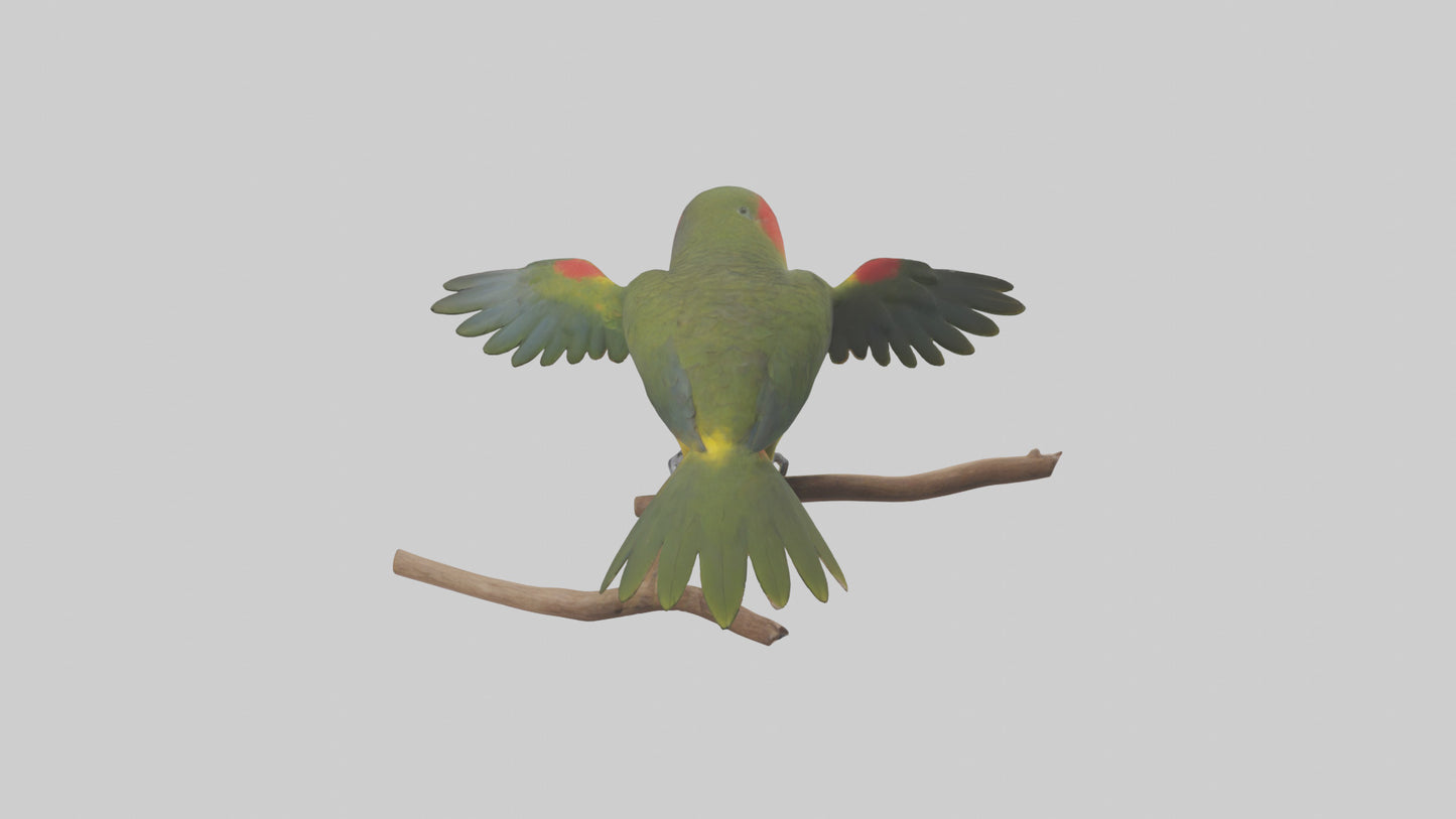 Kea Parrot playing model VR / AR / low-poly