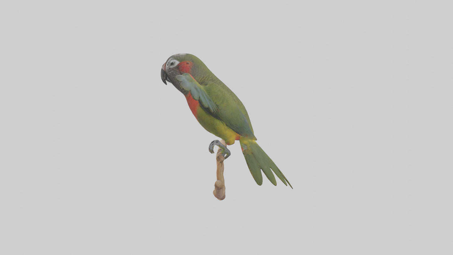 Kea Parrot playing model VR / AR / low-poly