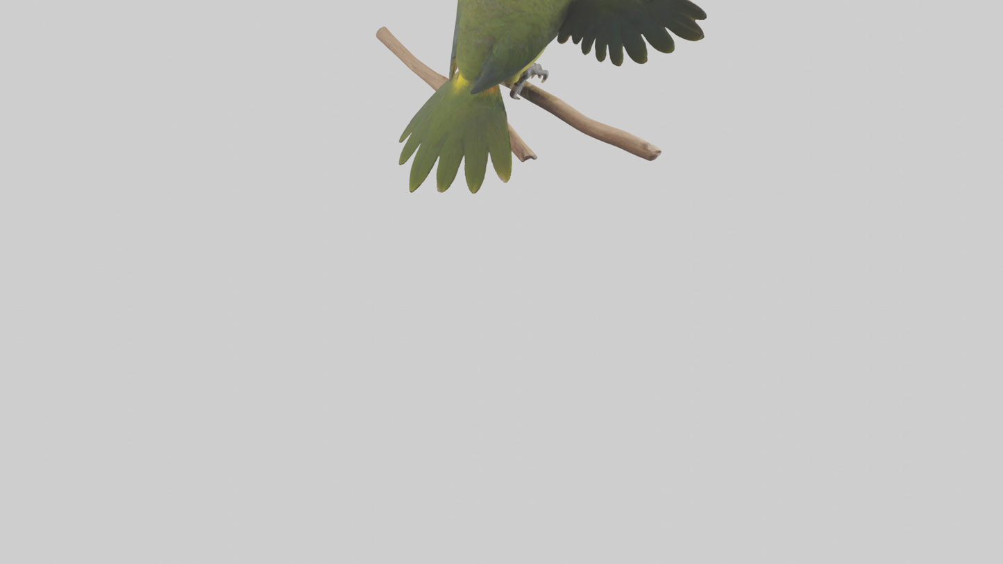 Kea Parrot playing model VR / AR / low-poly