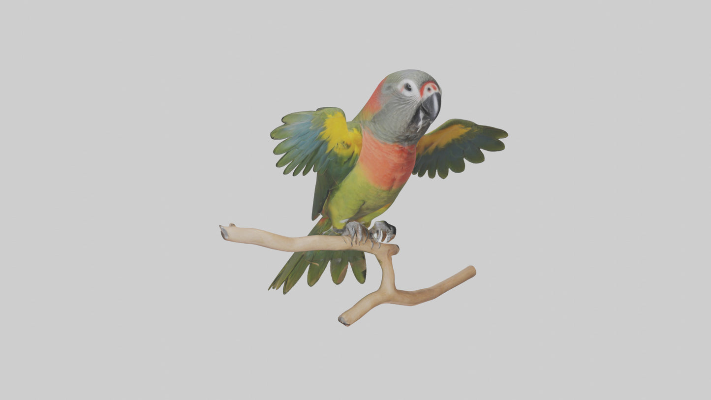 Kea Parrot playing model VR / AR / low-poly