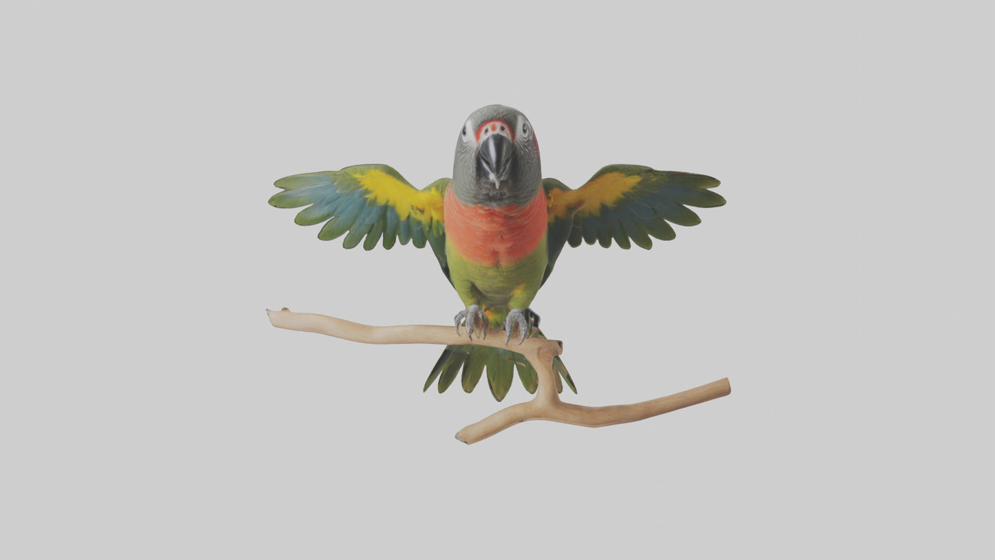 Kea Parrot playing model VR / AR / low-poly