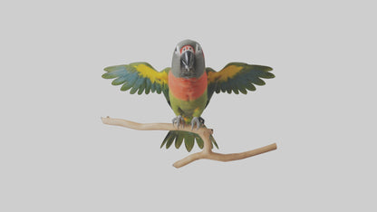Kea Parrot playing model VR / AR / low-poly
