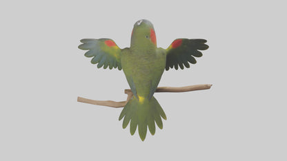 Kea Parrot playing model VR / AR / low-poly