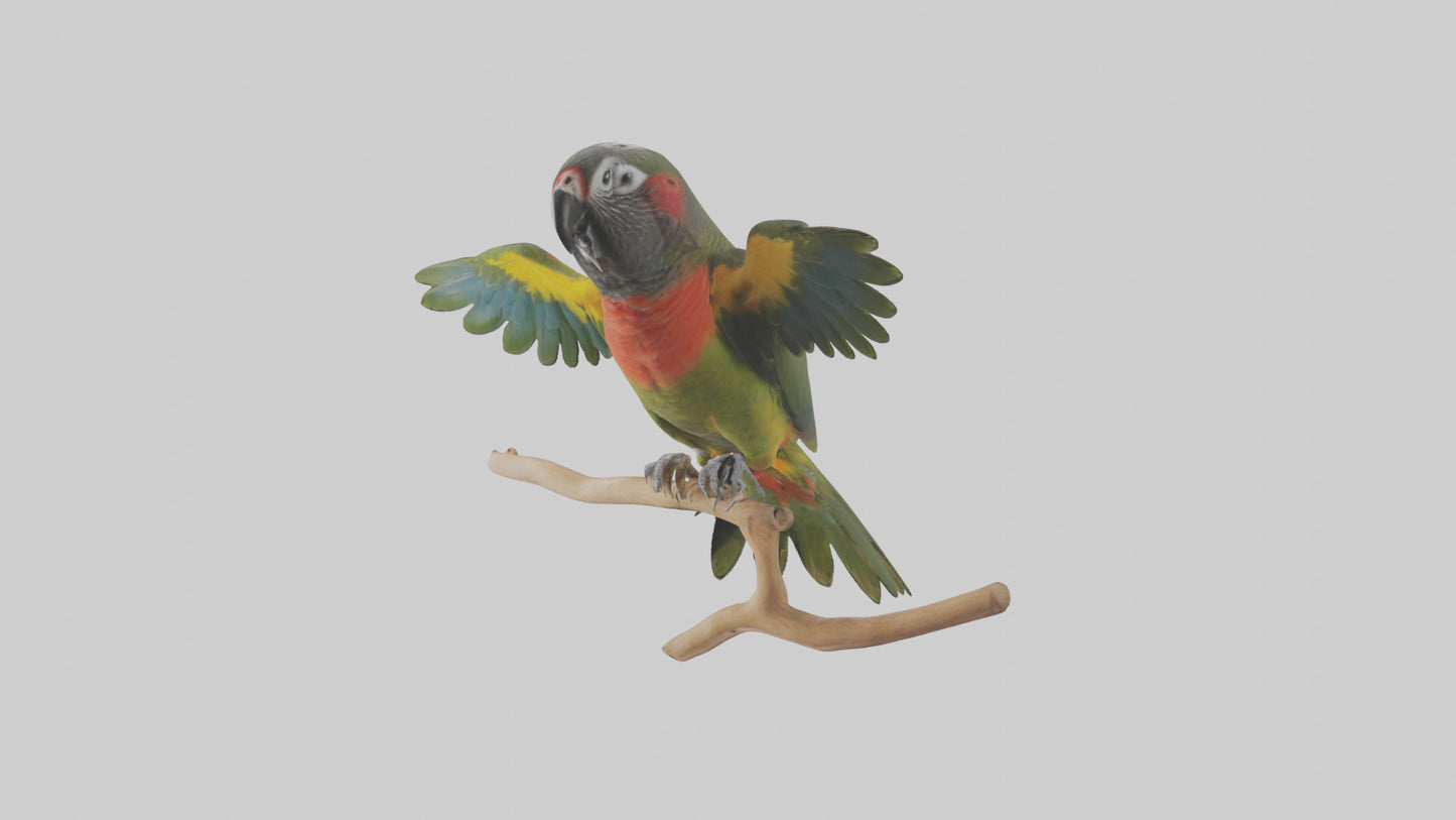 Kea Parrot playing model VR / AR / low-poly