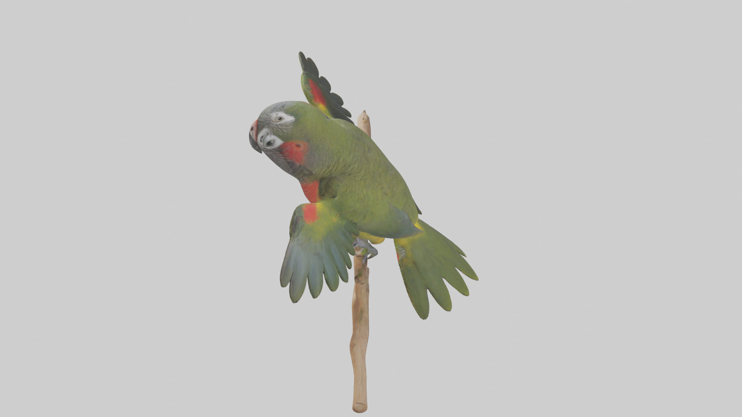 Kea Parrot playing model VR / AR / low-poly