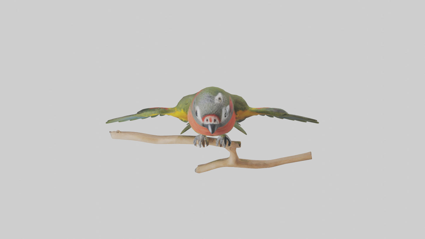 Kea Parrot playing model VR / AR / low-poly