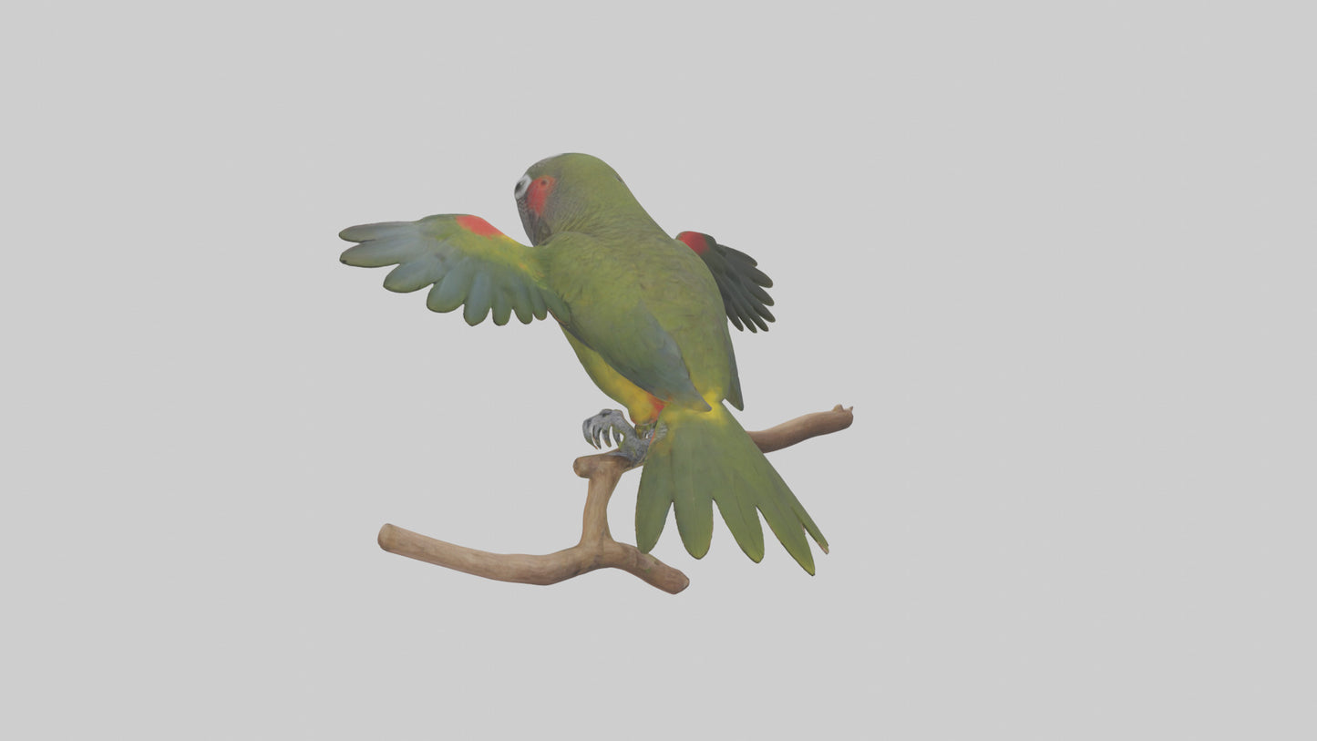 Kea Parrot playing model VR / AR / low-poly
