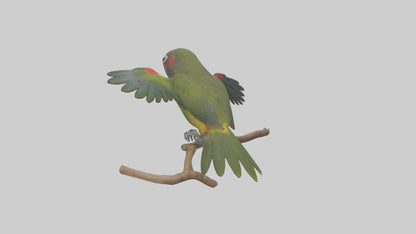 Kea Parrot playing model VR / AR / low-poly