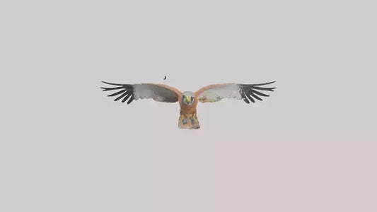 3D model Kestrel diving model VR / AR / low-poly