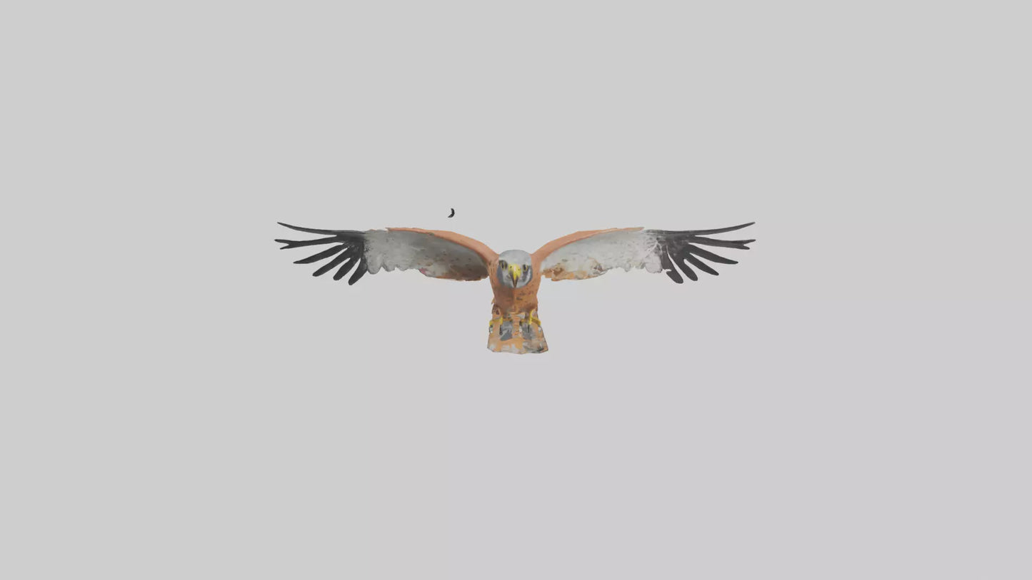 3D model Kestrel diving model VR / AR / low-poly