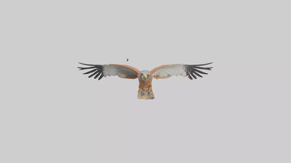 3D model Kestrel diving model VR / AR / low-poly