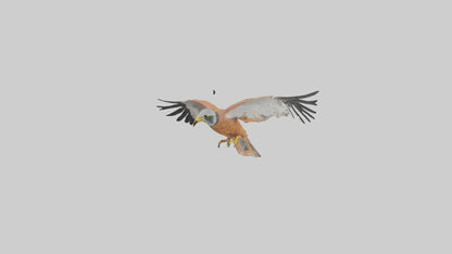 3D model Kestrel diving model VR / AR / low-poly