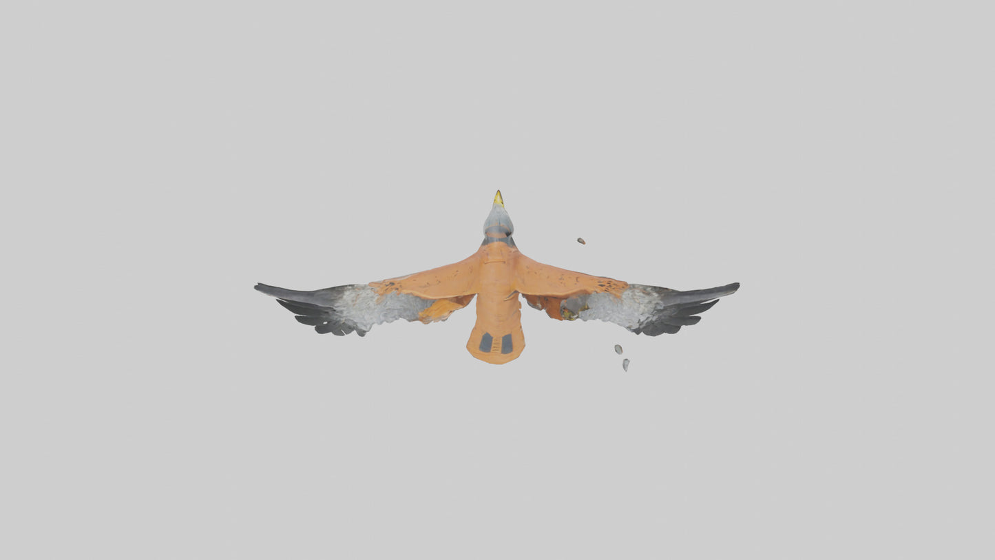 3D model Kestrel diving model VR / AR / low-poly