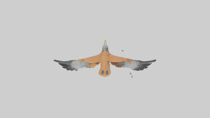 3D model Kestrel diving model VR / AR / low-poly