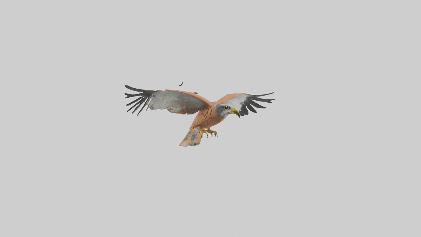 3D model Kestrel diving model VR / AR / low-poly