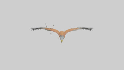 3D model Kestrel diving model VR / AR / low-poly