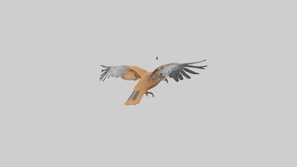 3D model Kestrel diving model VR / AR / low-poly
