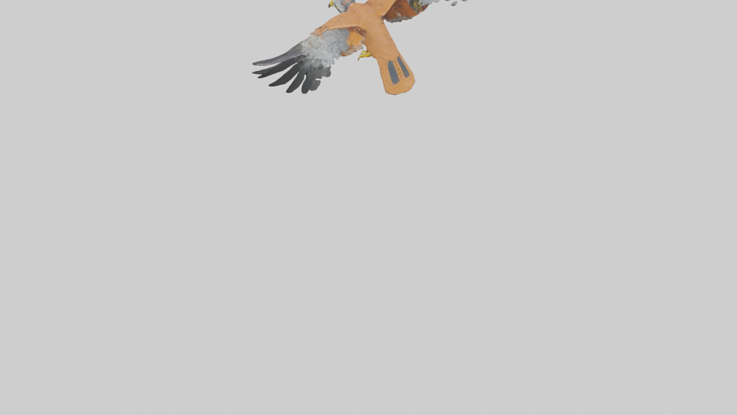 3D model Kestrel diving model VR / AR / low-poly