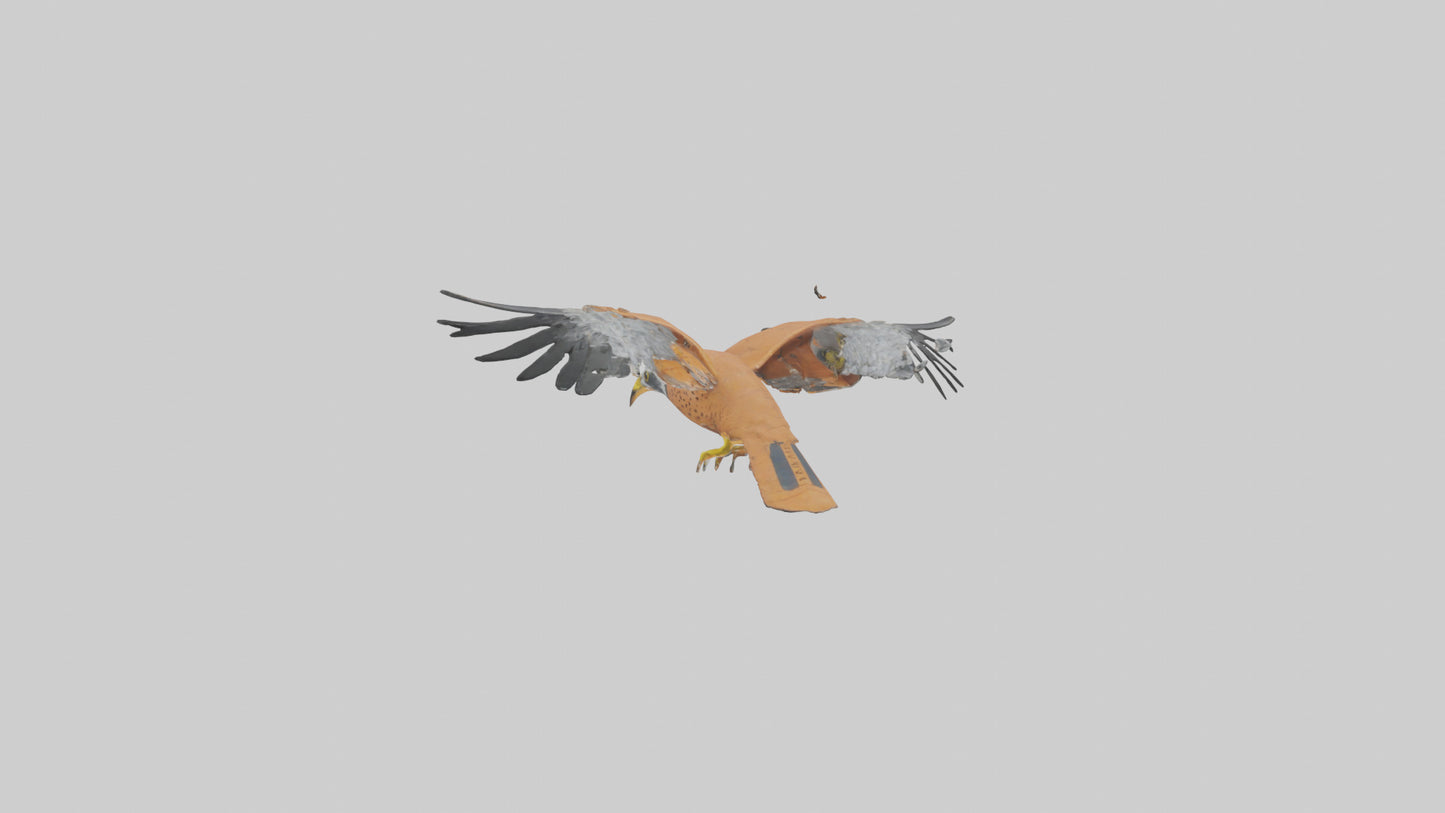 3D model Kestrel diving model VR / AR / low-poly