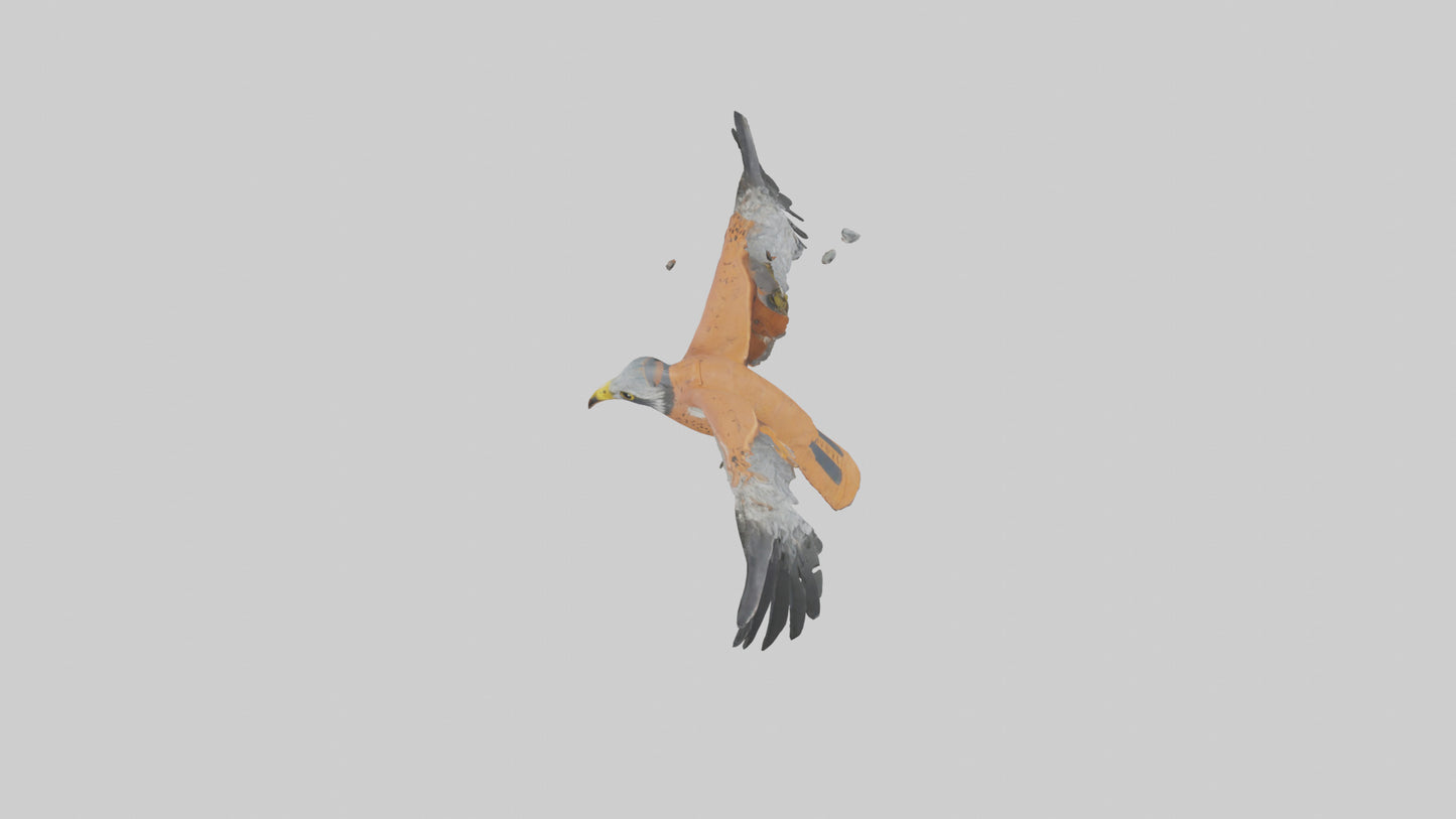 3D model Kestrel diving model VR / AR / low-poly