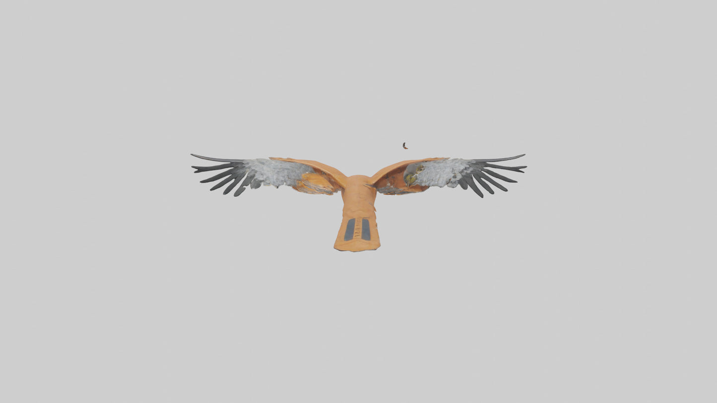 3D model Kestrel diving model VR / AR / low-poly