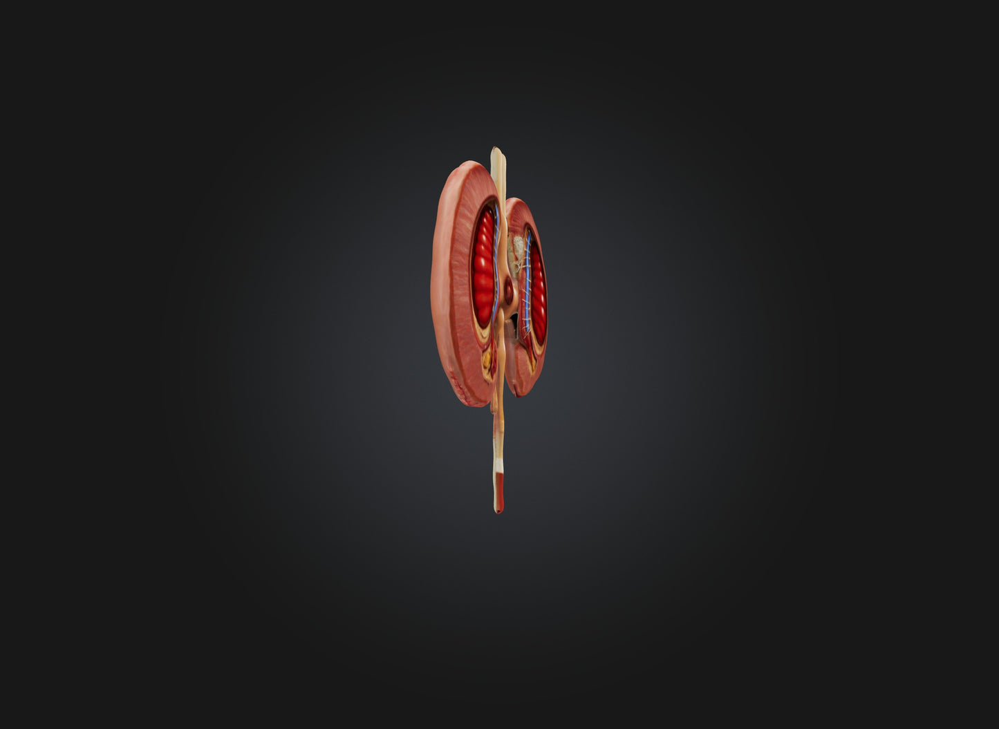 3D model kidney organ VR / AR / low-poly