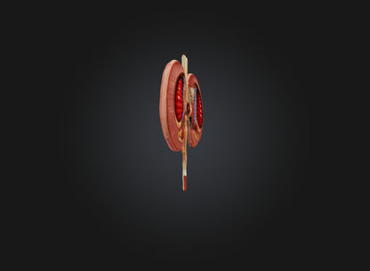 3D model kidney organ VR / AR / low-poly