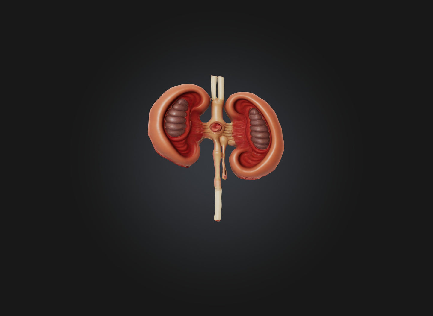3D model kidney organ VR / AR / low-poly