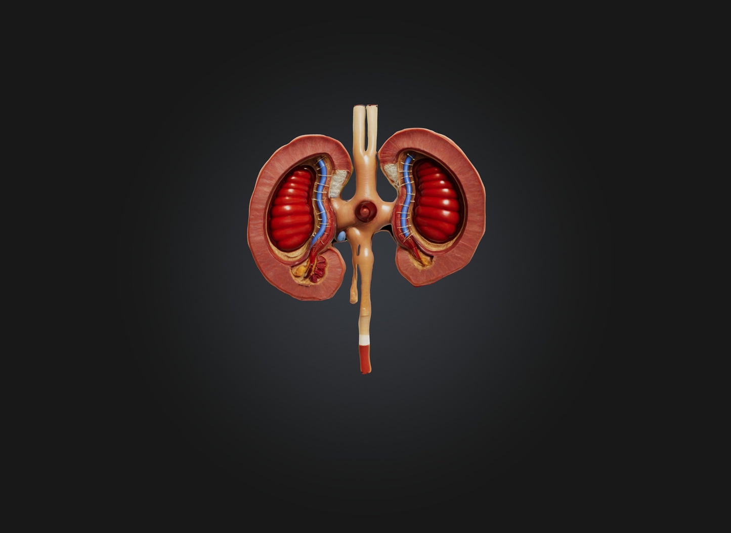 3D model kidney organ VR / AR / low-poly