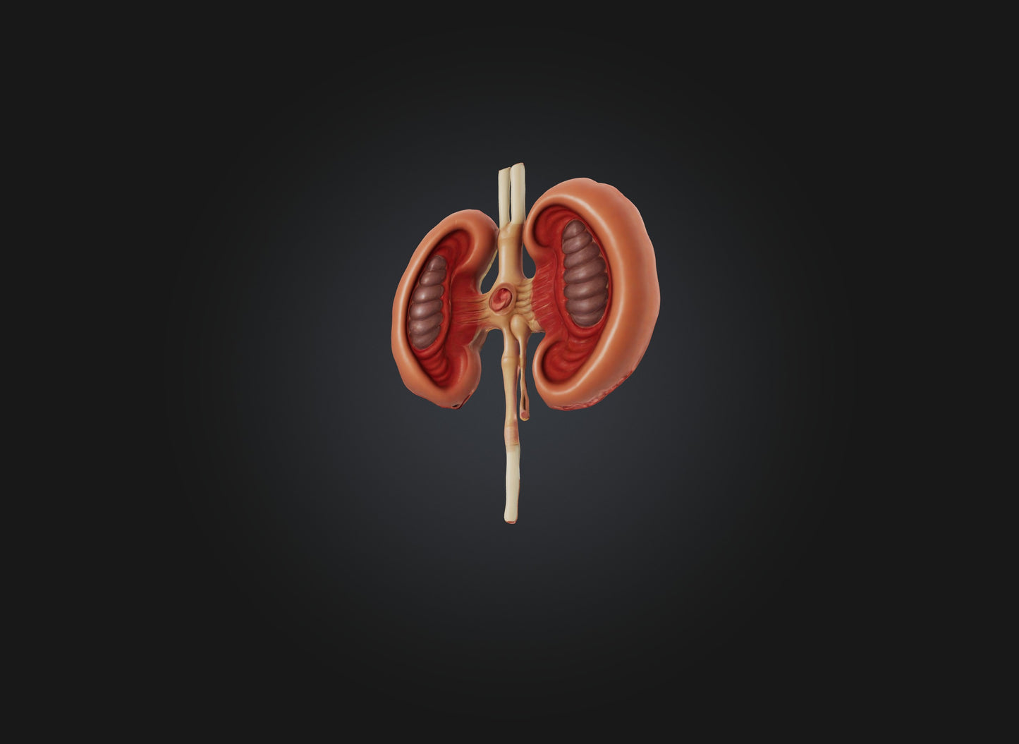 3D model kidney organ VR / AR / low-poly