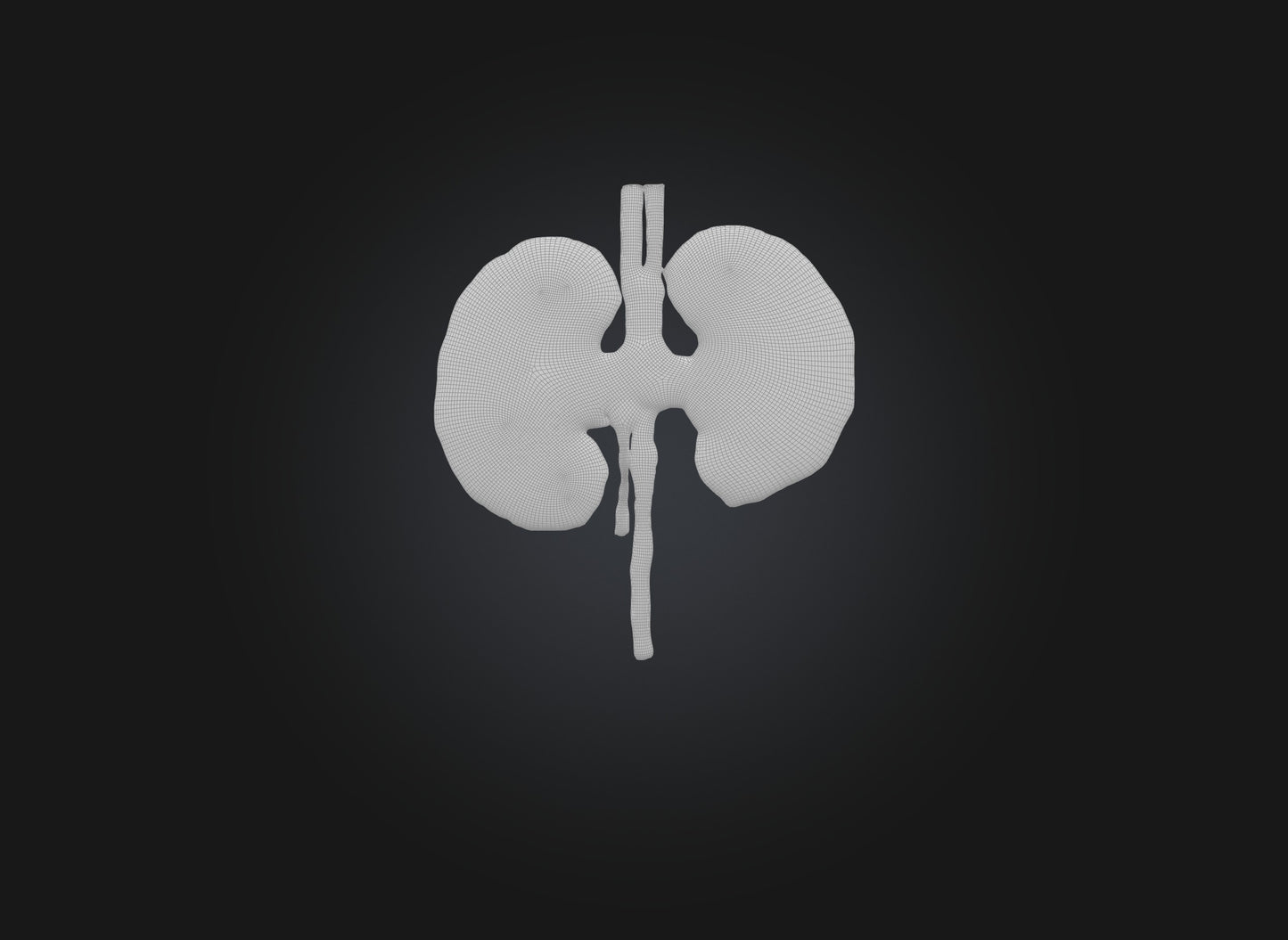 3D model kidney organ VR / AR / low-poly