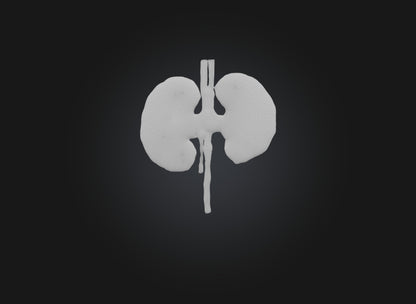 3D model kidney organ VR / AR / low-poly