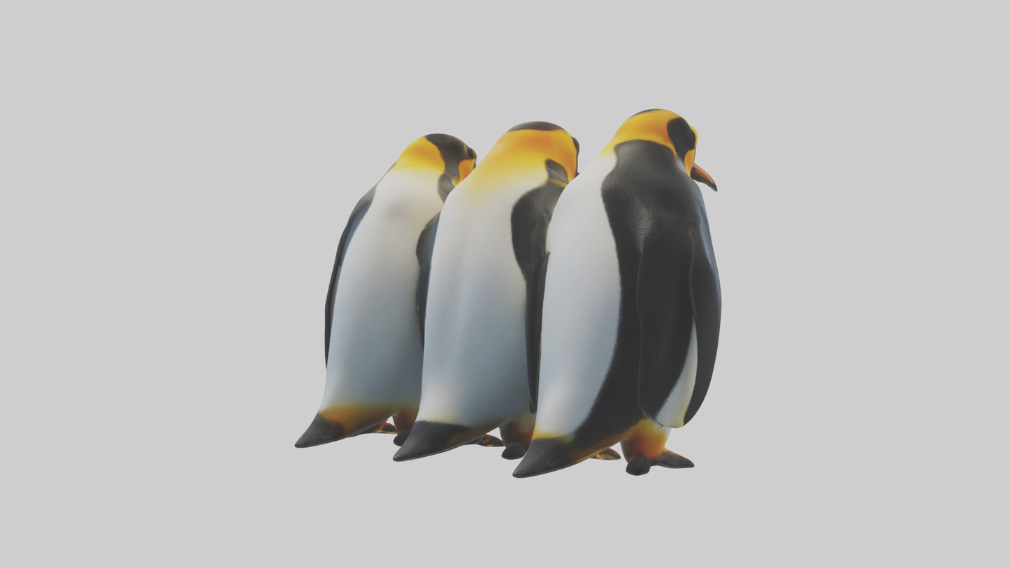 King Penguin huddling model VR / AR / low-poly