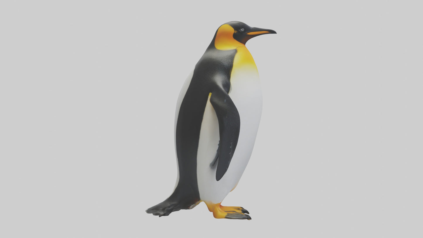 3D model King Penguin standing model VR / AR / low-poly