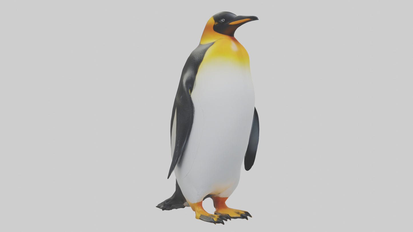 3D model King Penguin standing model VR / AR / low-poly