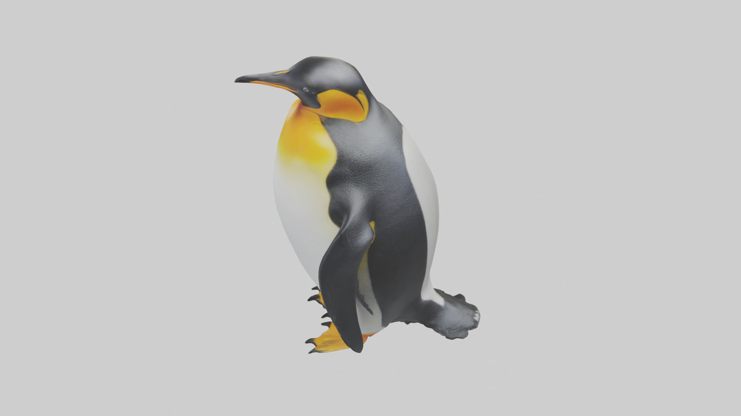 3D model King Penguin standing model VR / AR / low-poly