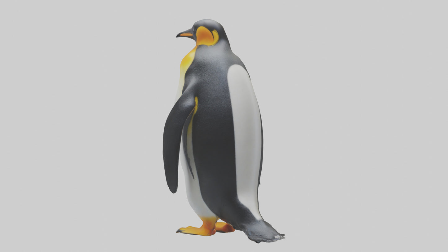 3D model King Penguin standing model VR / AR / low-poly