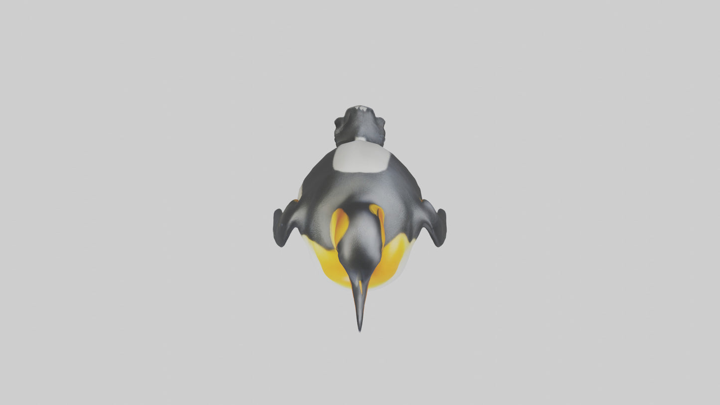 3D model King Penguin standing model VR / AR / low-poly