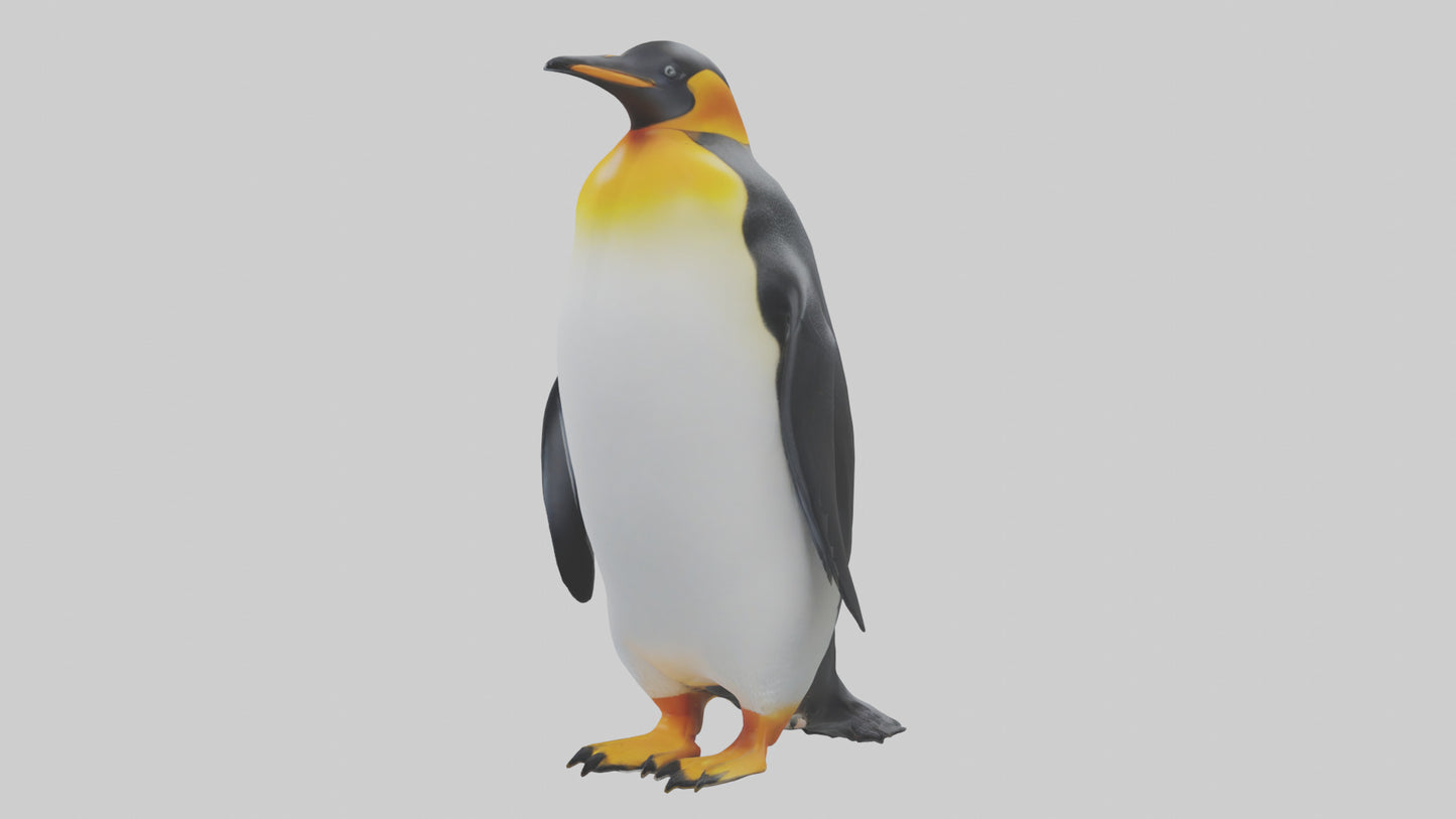 3D model King Penguin standing model VR / AR / low-poly