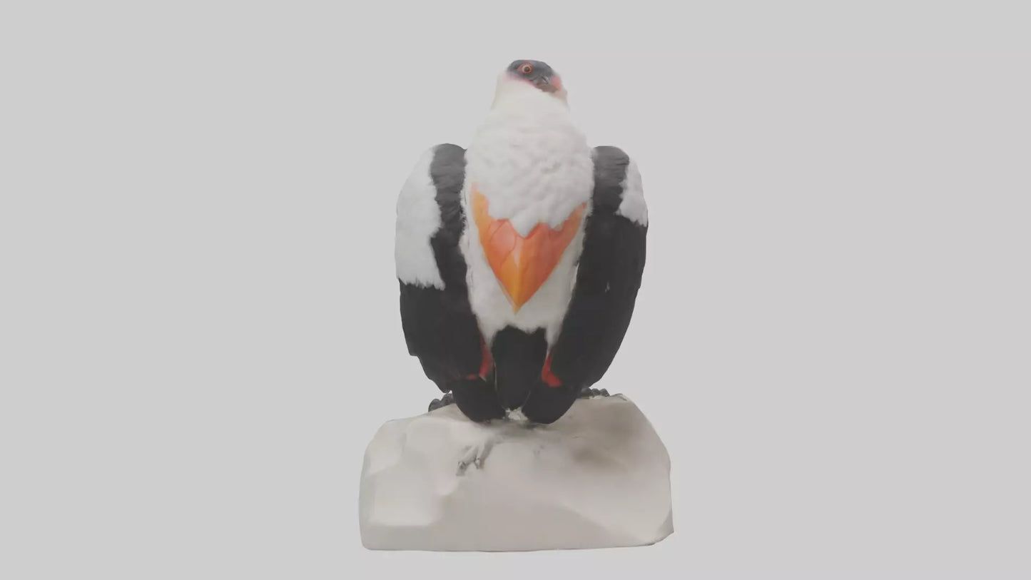 3D model King Vulture perched model VR / AR / low-poly