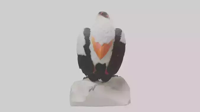 3D model King Vulture perched model VR / AR / low-poly
