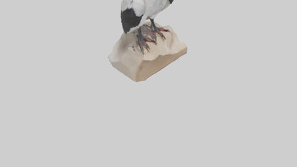 3D model King Vulture perched model VR / AR / low-poly