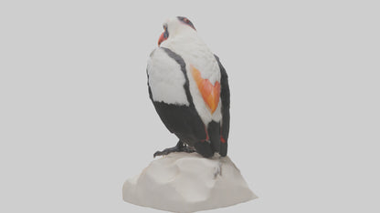 3D model King Vulture perched model VR / AR / low-poly