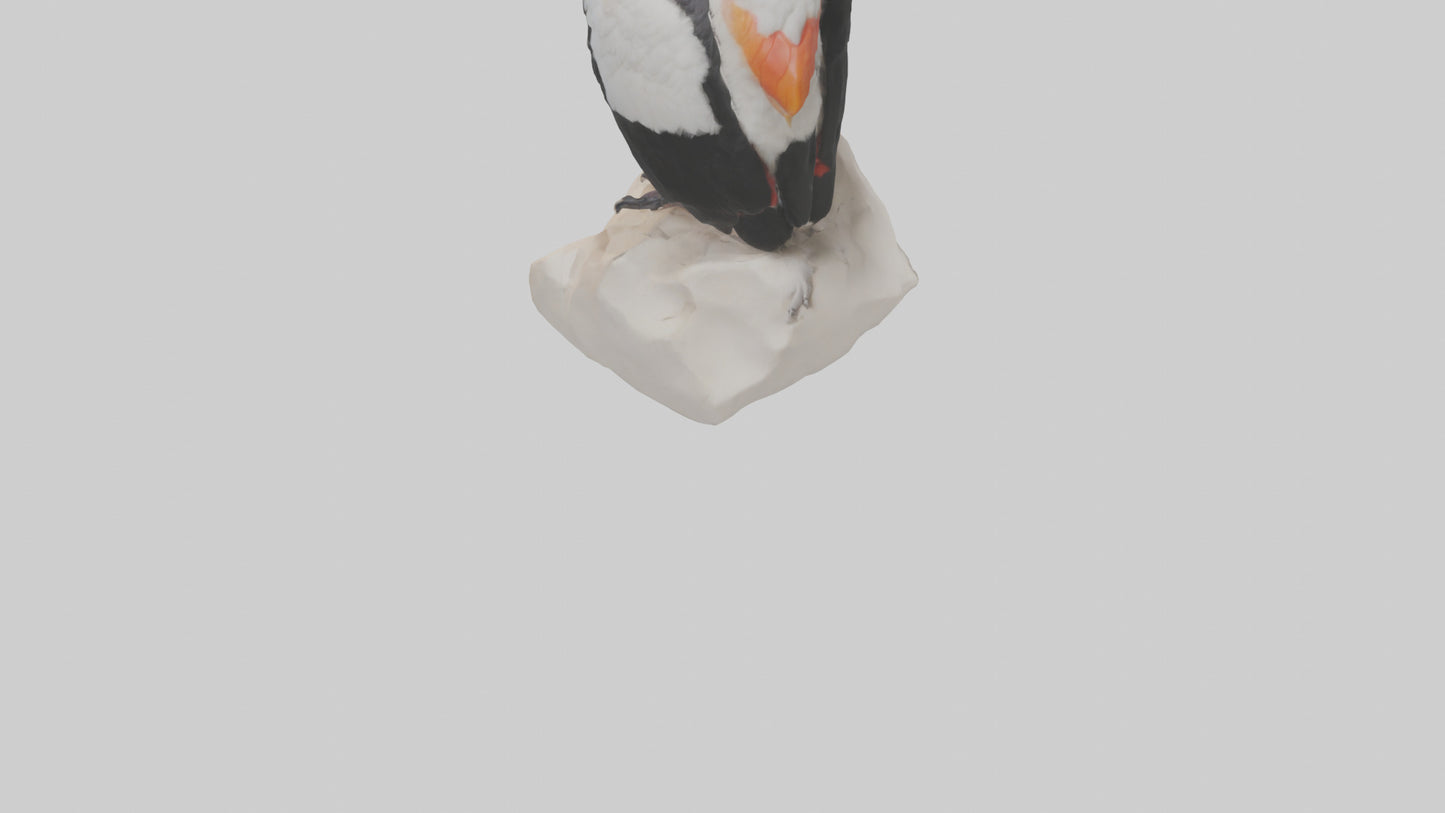 3D model King Vulture perched model VR / AR / low-poly